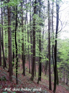 Pot skozi bukov gozd