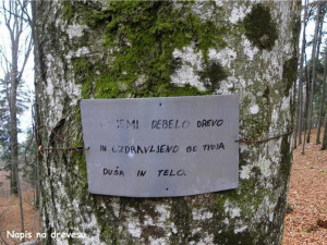 Napis na drevesu