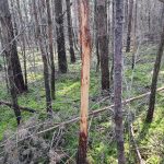 od jelenjadi obglodana borova debla